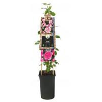 Klimplant Rosa Pink Climber - Klimroos Roze - thumbnail