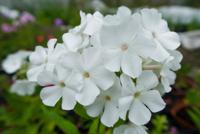 Vlambloem - thumbnail