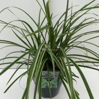 Zegge (Carex morrowii "Ice Dance") siergras - In 5 liter pot - 1 stuks - thumbnail