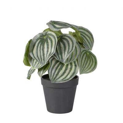 Peperomia Peperomia