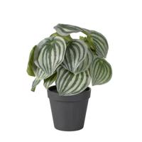 Peperomia - thumbnail