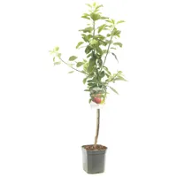 Appelboom Malus domestica Cox's Orange P. - Handappel - thumbnail