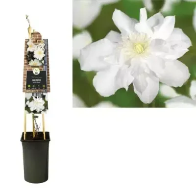 Grootbloemige Clematis Sylvia Denny 75 cm klimplant