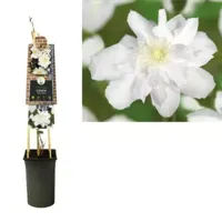 Klimplant Clematis Sylvia Denny - Witte Bosrank - thumbnail