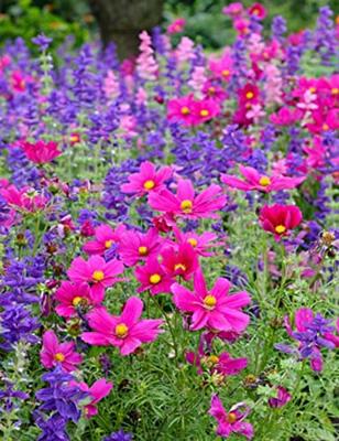 Cosmea grootbloemig bloemzaden - Cosmos Sensation Mix Cosmea grootbloemig bloemzaden - Cosmos Sensation Mix