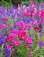 Cosmea grootbloemig bloemzaden - Cosmos Sensation Mix - thumbnail