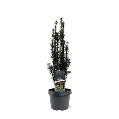 Taxus baccata Black Tower 40-50 cm Conifeer Taxus Warentuin Natuurlijk - Warentuin natuurlijk