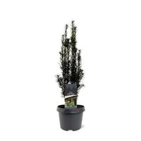 Taxus baccata Black Tower 40-50 cm Conifeer Taxus Warentuin Natuurlijk - Warentuin natuurlijk - thumbnail