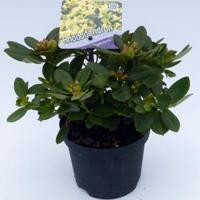 Dwerg rododendron (Rhododendron "Shamrock") heester - 15-20 cm - 8 stuks - thumbnail