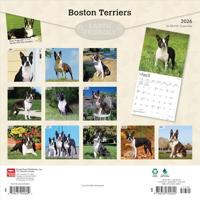 Boston Terrier Kalender 2026 - thumbnail