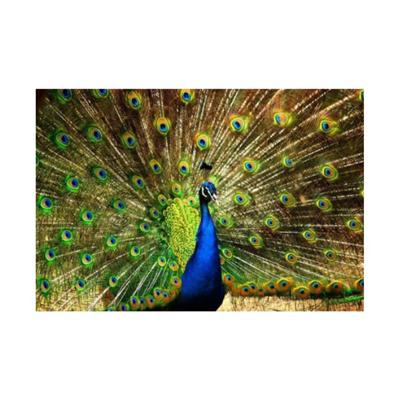 Diamond painting dieren - super aanbieding met korting