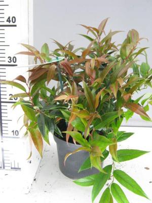 Leucothoe