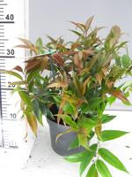 Leucothoe - thumbnail