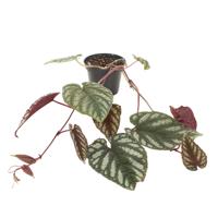 Cissus Discolor - P10 - thumbnail