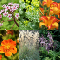 Borderpakket natte border - thumbnail