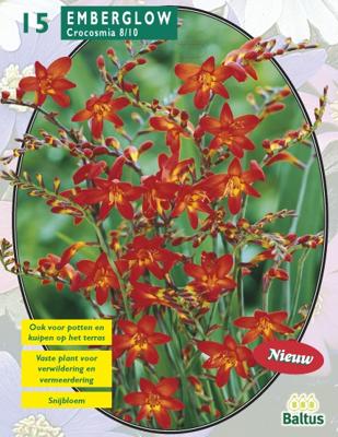 Bloembollen Crocosmia Emberglow per 15 Baltus - Baltus Bloembollen Crocosmia Emberglow per 15 Baltus - Baltus