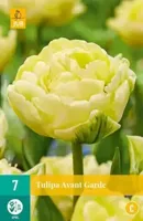 Tulipa Avant Garde JUB, 7 bloembollen - Jub - thumbnail