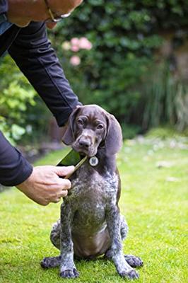 Fetch Tag smart pet tag