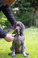 Fetch Tag smart pet tag - thumbnail