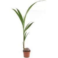 Kokospalm (Cocos Nucifera) - P 19 cm - thumbnail