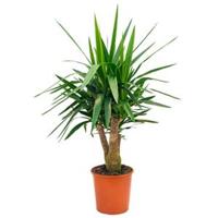 Yucca elephantipes vertakt M kamerplant - thumbnail