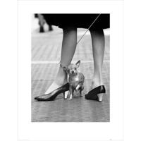 Kunstdruk Time Life - Chihuahua 60x80cm - thumbnail