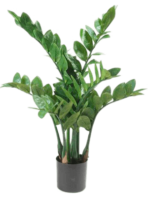 Zamioculcas x7 70 cm/116lvs Emerald - Emerald