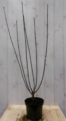 2 stuks! Cornus zwart 60 cm Kornoelje Warentuin Natuurlijk - Warentuin natuurlijk 2 stuks! Cornus zwart 60 cm Kornoelje Warentuin Natuurlijk - Warentuin natuurlijk