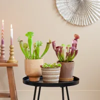 Vleesetende Plantenmix - 3 stuks - thumbnail