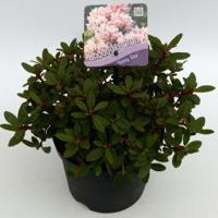 Dwerg rododendron (Rhododendron "Ginny Gee") heester - thumbnail