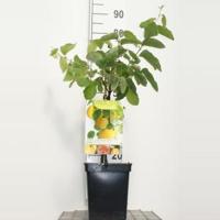 Kweepeer (cydonia oblonga "Vranja") fruitbomen - thumbnail