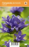 Klokjesbloem (campanula glomerata "Acaulis") zomerbloeier - 12 stuks - thumbnail