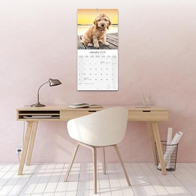 Cockapoo Kalender 2026