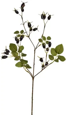 Pure Royal kunsttak rozenbottel 67cm zwart Pure Royal kunsttak rozenbottel 67cm zwart