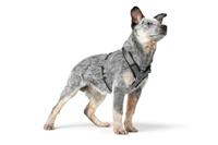 HUNTER Hondentuigje Maldon Up, zwart/grijs, Maat: L - thumbnail