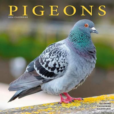 Pigeons Calendar 2026 Square Birds Wall Calendar - 16 Month