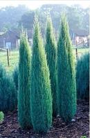 Jeneverbes - thumbnail