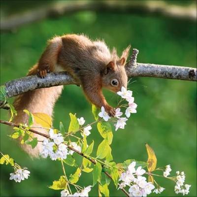 Eekhoorn Kalender 2026