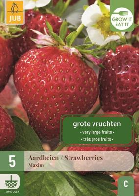 Aardbeienplant maxim