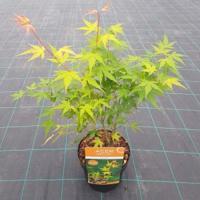 Japanse esdoorn (Acer palmatum "Katsura") heester - thumbnail