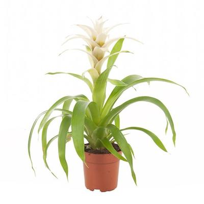 Guzmania wit (Bromelia) - P 12 cm