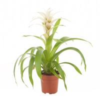 Guzmania wit (Bromelia) - P 12 cm - thumbnail