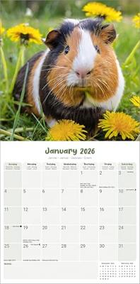 Cavia Kalender 2026