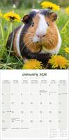 Cavia Kalender 2026 - thumbnail