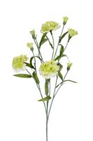 Dianthus l70cm groen kunstbloem Louis Maes - Louis maes - thumbnail