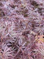 Japanse esdoorn - thumbnail