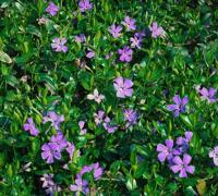 Kleine maagdenpalm (vinca minor) bodembedekker - 6-pack - 1 stuks - thumbnail