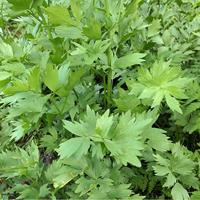 Maggikruid lavas BIO - thumbnail