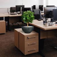 Clusia bol kunstplant 55cm - thumbnail