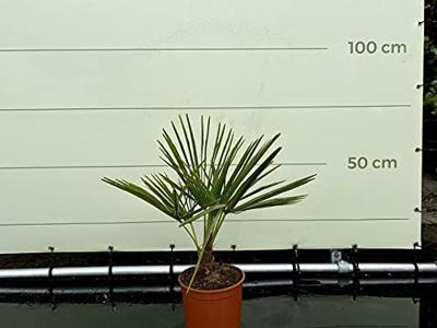 Palmboom - Trachycarpus Fortunei